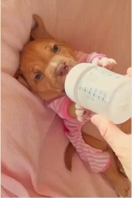Feeding Time For Newborn Puppies Too Cute To Miss